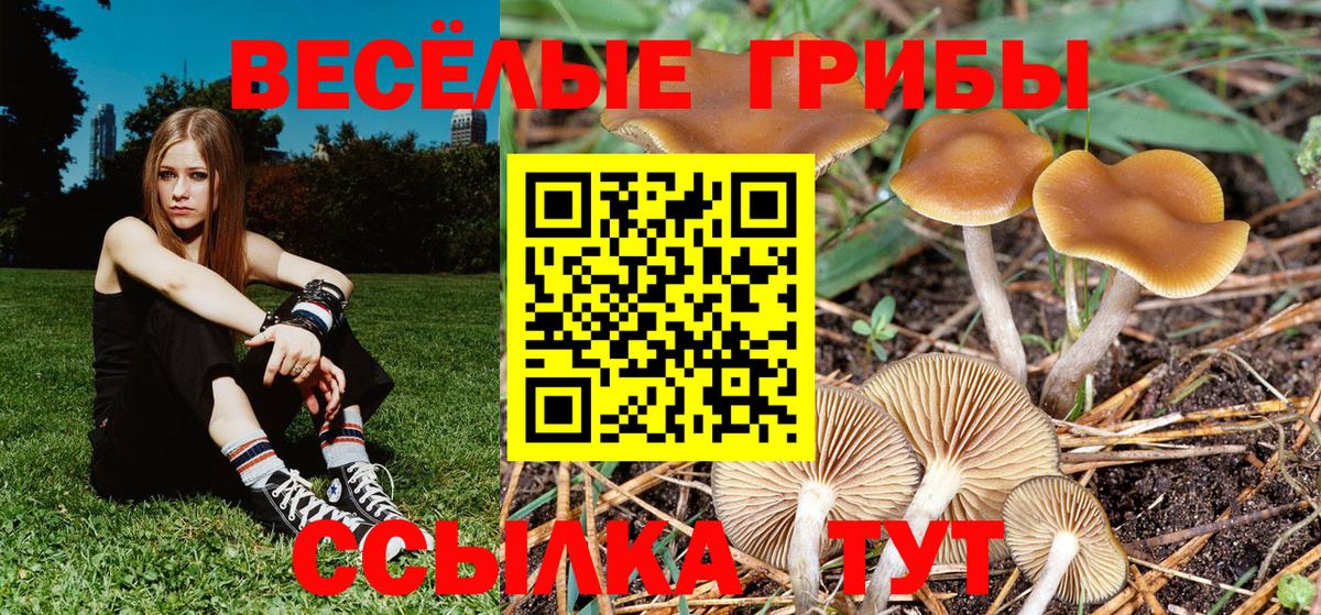 купить   Псилоцибиновые грибы Magic Shrooms  Вход с VPN  Троицк 